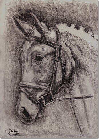 horse study #1 5x7 11.13.09