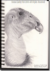 california condor 020610